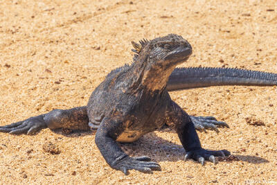 Marine Iguana on Sand