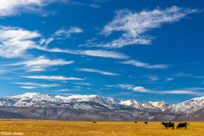 Mono County Cows