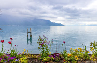 Montreux Switzerland Flowers