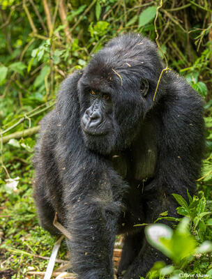 Mountain Gorilla
