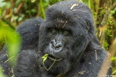 Mountain Gorilla Eating