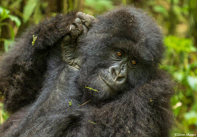 Mountain Gorilla Scratching