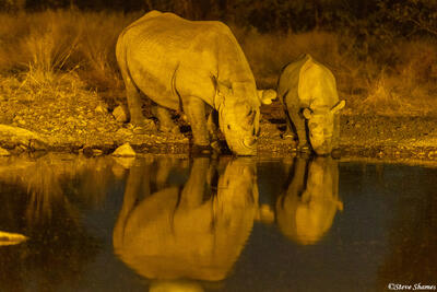 Namibia-Black Rhinos Drinking