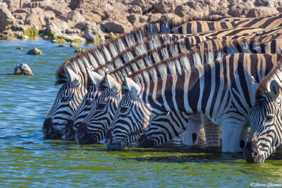 Namibia-Drinking Zebras