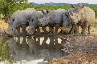 Namibia-Five Rhinos