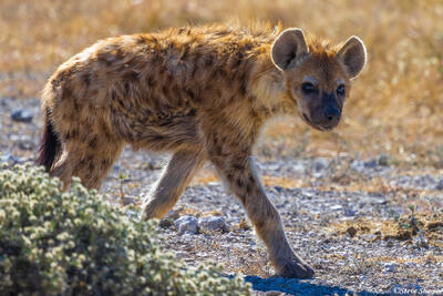 Namibia-Hyena Pup