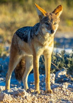 Namibia-Jackal