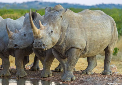 Namibia-Long Horned Rhino