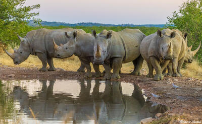 Rhinos