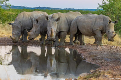Namibia-Ongava Lodge Waterhole