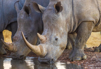 Namibia-Rhino
