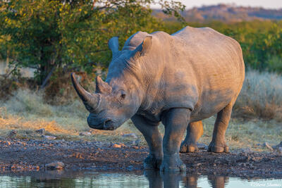 Namibia-Rhino at Waterhole