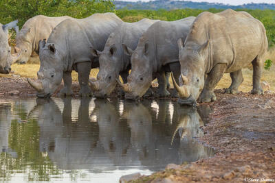 Namibia-Rhino Waterhole