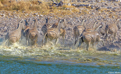 Namibia-Running Zebras