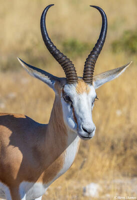 Namibia-Springbok