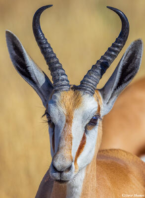 Namibia-Springbok Portrait