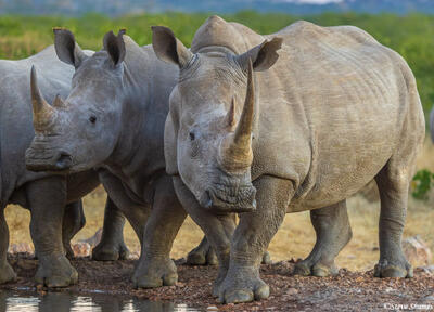 Namibia-White Rhinos