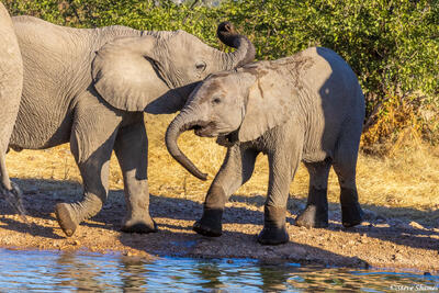 Namibia-Young Elephants