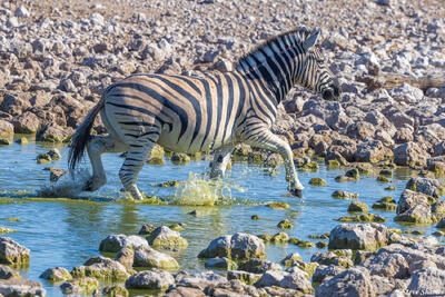 Namibia-Zebra Running