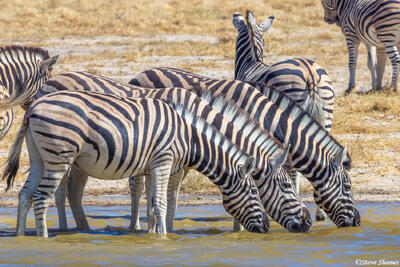Namibia-Zebra Waterhole