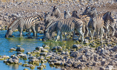 Namibia-Zebras at Waterhole
