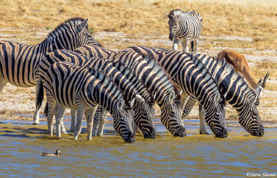 Namibia-Zebras Drinking