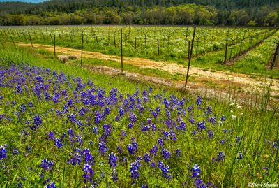 Napa Valley Lupines