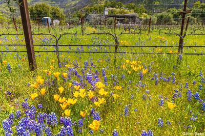 Napa Valley Roadside Flowers