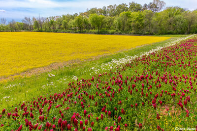 Natchez Trace Spring Colors