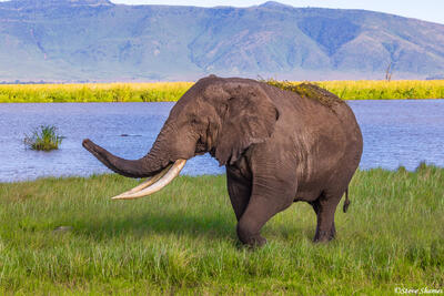 Ngorongoro-Big Tusked Elephant