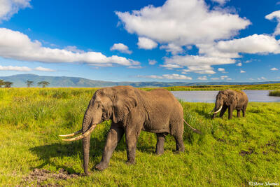 Ngorongoro-Bull Elephants