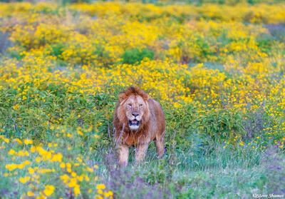 Ngorongoro-Lion in Flower Field