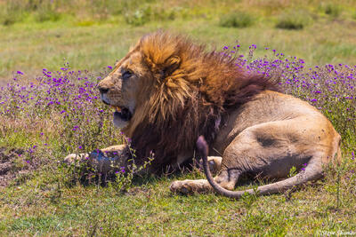 Ngorongoro-Lion in Flowers