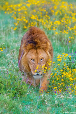 Ngorongoro-Lion Walking