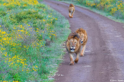 Ngorongoro-Three Lion Brothers