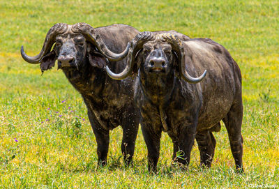 Ngorongoro Cape Buffalo