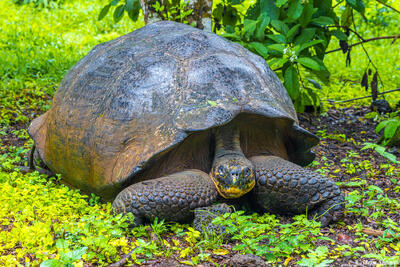 Old Galapagos Tortoise