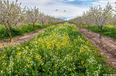 Orchard in Bloom