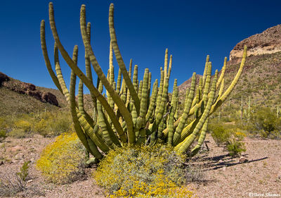 Organ Pipe Cactus