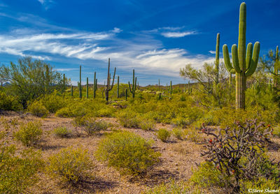 Organ Pipe National Monument