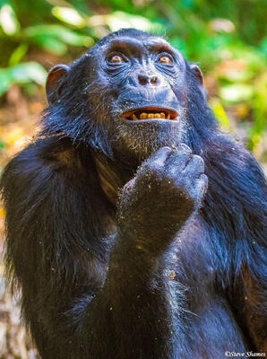 Philosopher Looking Chimp