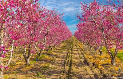 Pink Orchard