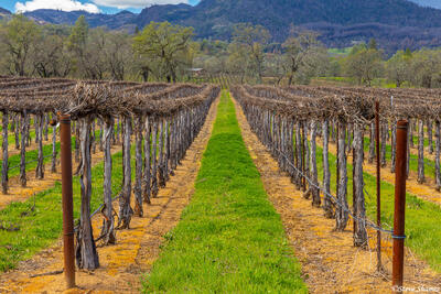 Pope Valley Road Vineyard