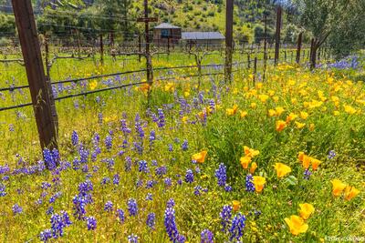 Poppies and Lupines