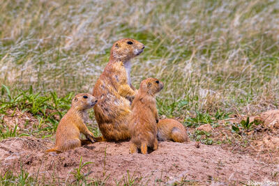 Prairie Dog Family