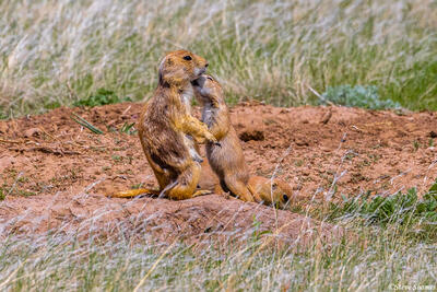 Prairie Dog Pup