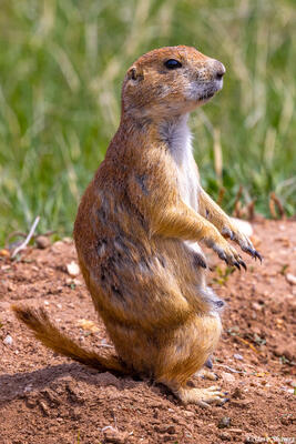 Prairie Dog Standing