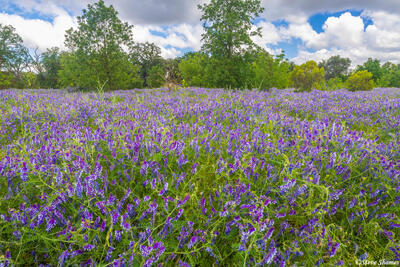 Purple Springtime Field