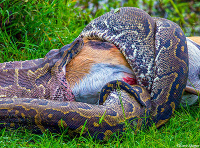 Python Eating Gazelle