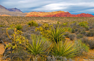 Red Rock Canyon Scene